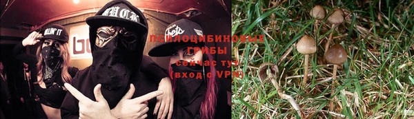 шишки Абаза